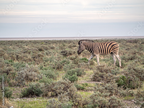 Plains zebras of southern Africa in green fields of Etosha National Park.