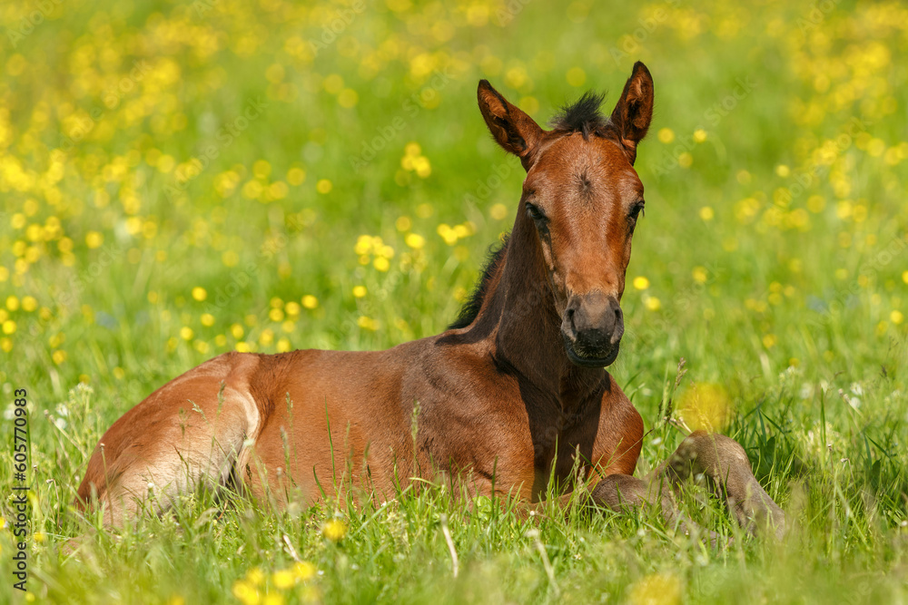 Portrait of a brown warmblood foal on a pasture in spring outdoors Portrait of a brown warmblood foal on a pasture in spring outdoors