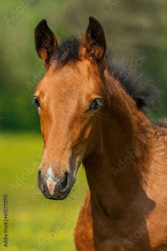 Portrait of a brown warmblood foal on a pasture in spring outdoors © Annabell Gsödl