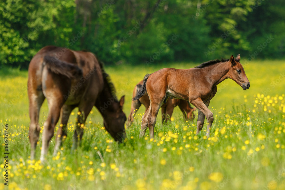 Portrait of a brown warmblood foal on a pasture in spring outdoors Portrait of a brown warmblood foal on a pasture in spring outdoors