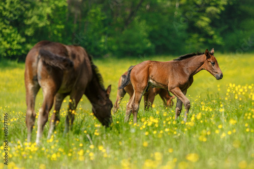 Portrait of a brown warmblood foal on a pasture in spring outdoors