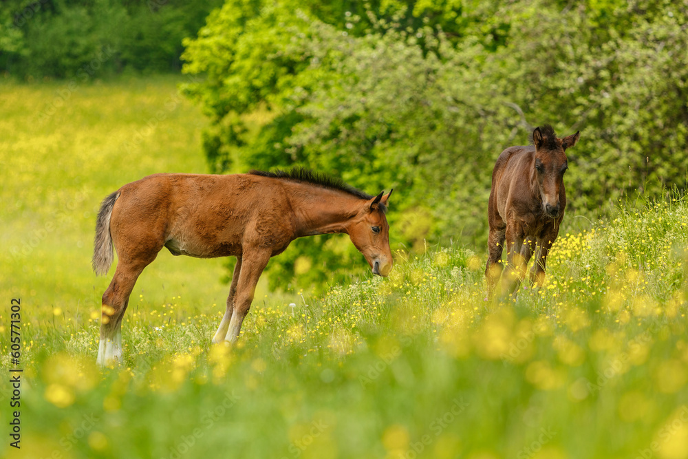 Portrait of a brown warmblood foal on a pasture in spring outdoors Portrait of a brown warmblood foal on a pasture in spring outdoors
