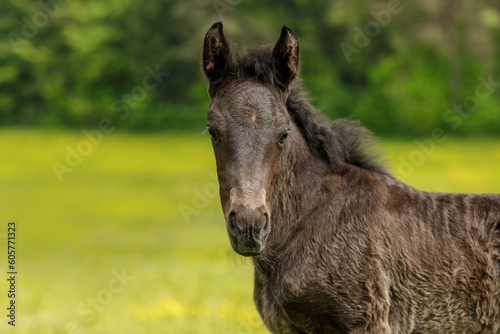 Portrait of a brown warmblood foal on a pasture in spring outdoors