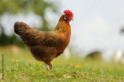 Konstfotografi Portrait of a free range hen on a meadow in spring outdoors
