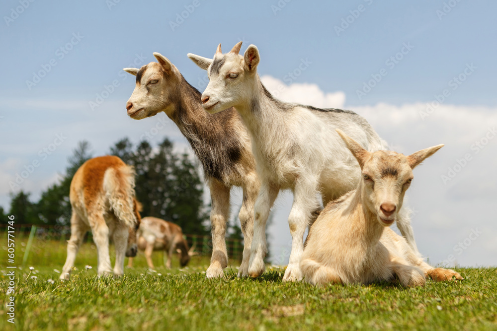 Farm life, mixed herd: Portrait of goats and a shetland pony foal interacting on a pasture in spring outdoors Farm life, mixed herd: Portrait of goats and a shetland pony foal interacting on a pasture in spring outdoors
