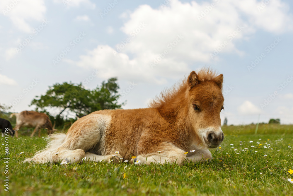 Portrait of an adorable shetty pony foal in spring outdoors Portrait of an adorable shetty pony foal in spring outdoors