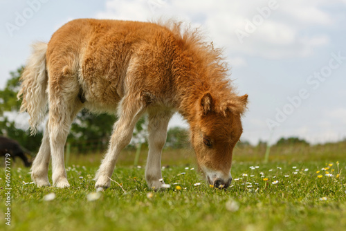 Portrait of an adorable shetty pony foal in spring outdoors