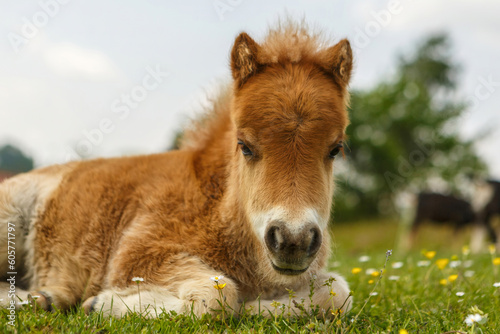 Portrait of an adorable shetty pony foal in spring outdoors