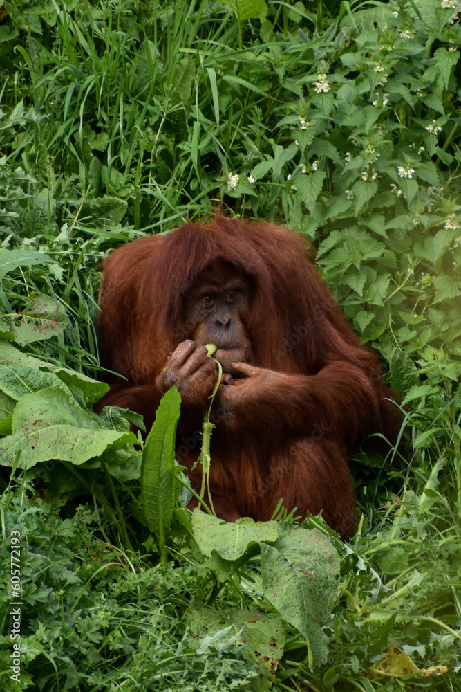 Obraz premium orangutang monkey, chimp, ape sat in grasslands jungle natural eating fruit leaves plants