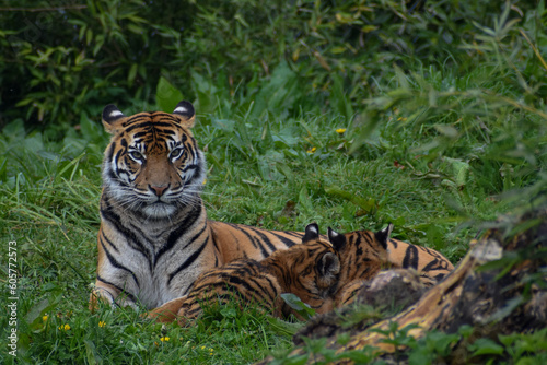 Tiger mum with baby cubs laying in natural grass green habitat