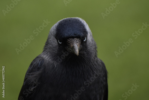 Jackdaw crow rook raven bird close up face
