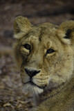 lioness headshot in natural savannah safari asia habitat