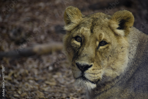 lioness headshot in natural savannah safari asia habitat