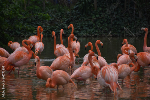 flock of pink flamingos in water