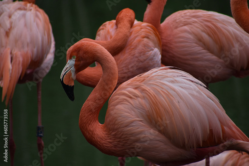 Flamingo pink exotic bird in crowd flock © Amy