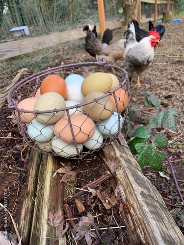 Chickens
