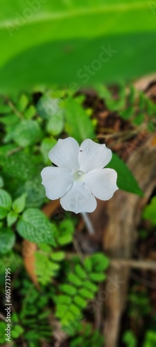 Beautiful Flower Image white