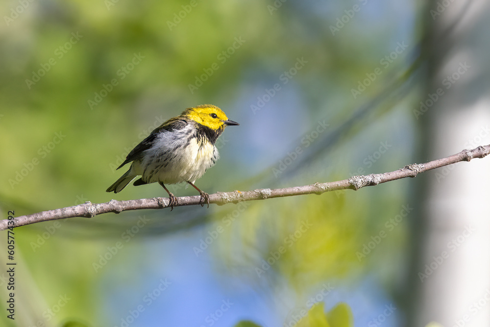 Obraz premium black-throated green warbler (Setophaga virens)