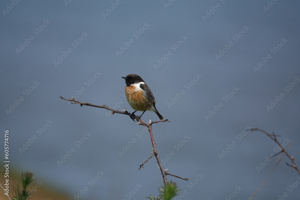 male European stonechat (Saxicola torquata) male European stonechat (Saxicola torquata)