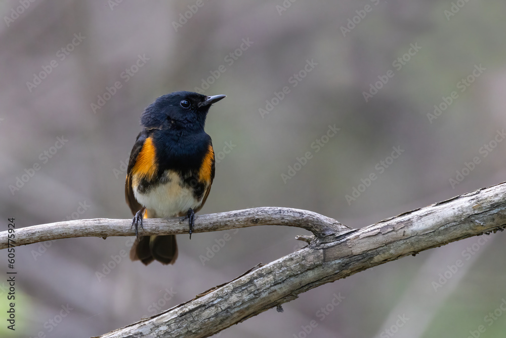 Fototapeta premium Male American redstart (Setophaga ruticilla) in spring