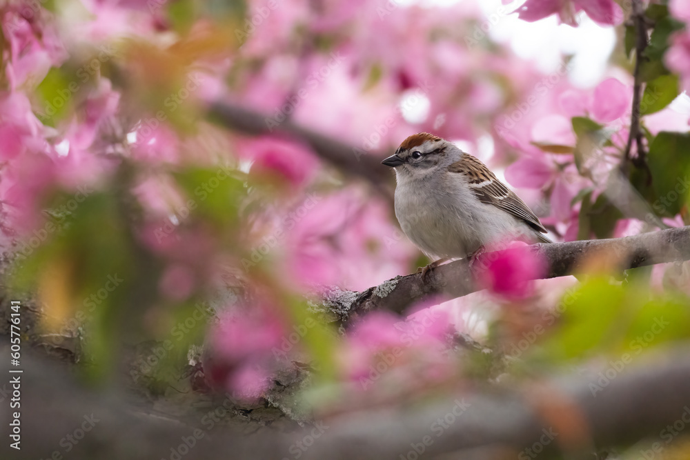Obraz premium chipping sparrow (Spizella passerina) in apple tree flowers