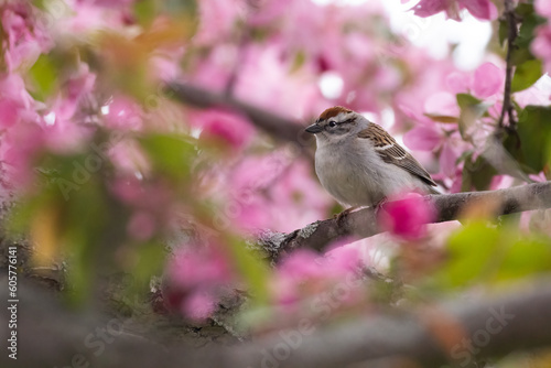 chipping sparrow (Spizella passerina) in apple tree flowers photo