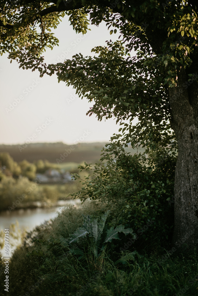 tree on the background of the river tree on the background of the river
