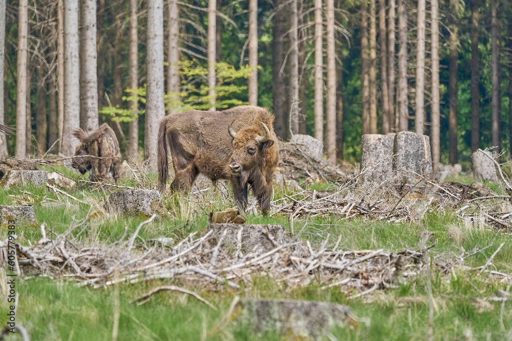European wood Bison, also Wisent at Rothaarsteig, Sauerland. European wood Bison, also Wisent at Rothaarsteig, Sauerland.