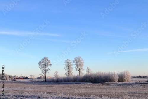 Winter photo during the winter. Flying birds in the distance. Skara, Sweden. December 2022.