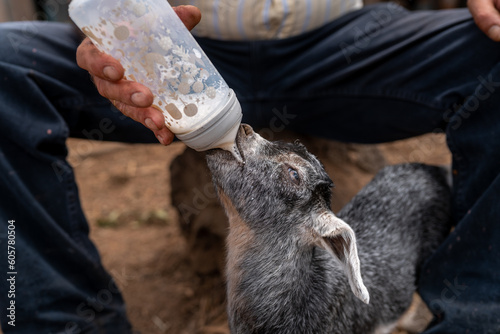 Tablou canvas a farmer gives a bottle of milk to a gray goat a few days old