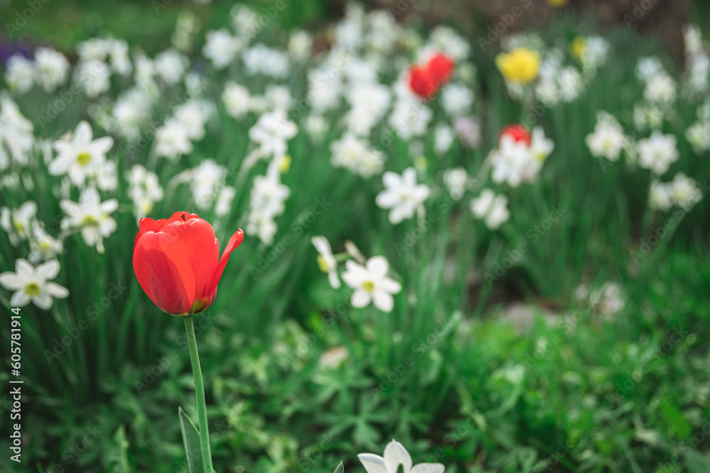Fototapeta premium Beautiful spring garden. Red tulip, lots of white daffodils. horticulture, floriculture