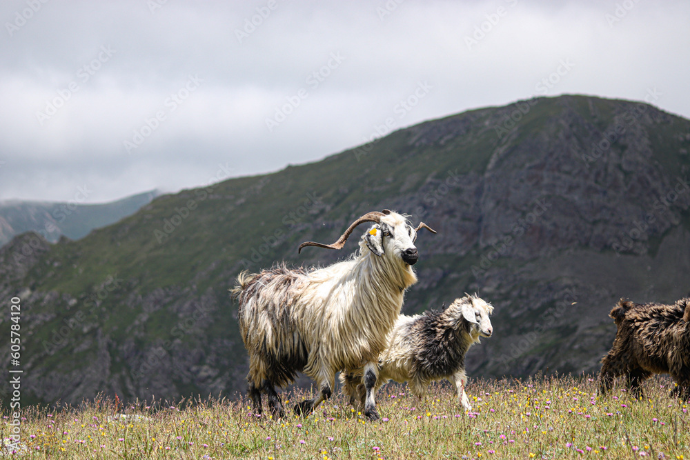 sheep in the mountain