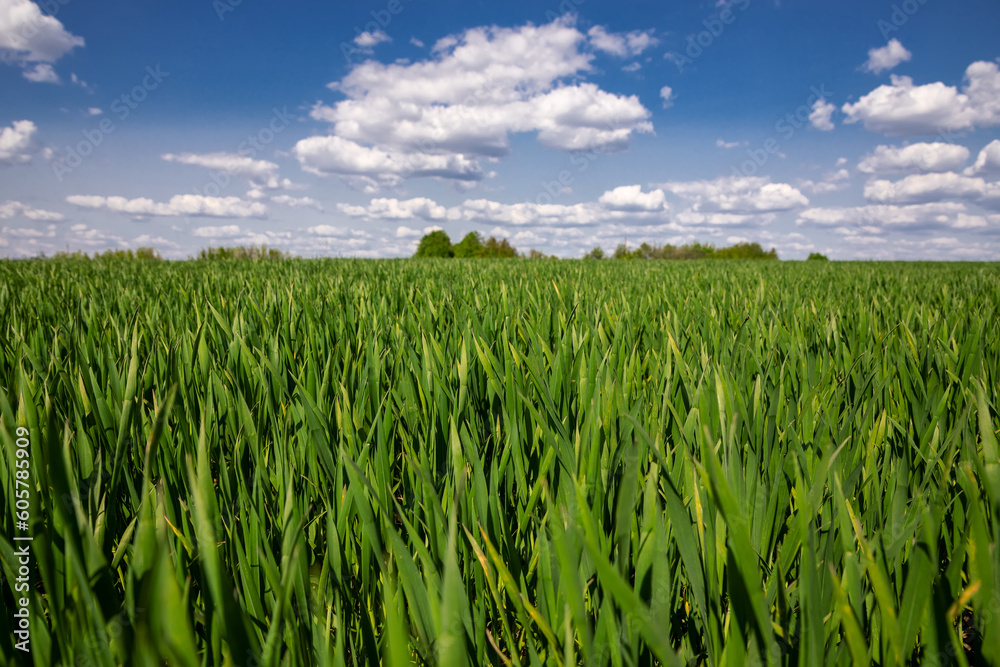 Texture of green grass on a spring day against a blue sky. Texture of green grass on a spring day against a blue sky.