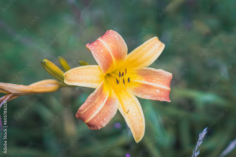 Obraz premium orange tiger lily