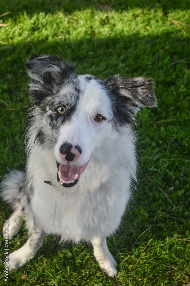 border collie in the park on a sunny day