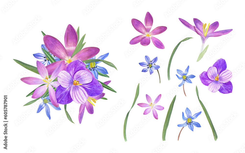 Bouquet of crocuses, blue snowdrops, green leaves and isolated flowers on transparent background. Watercolor illustration. For Valentine day, wedding invitation, birthday and mother day cards