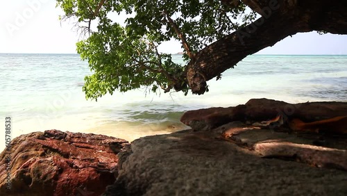 beach with tree