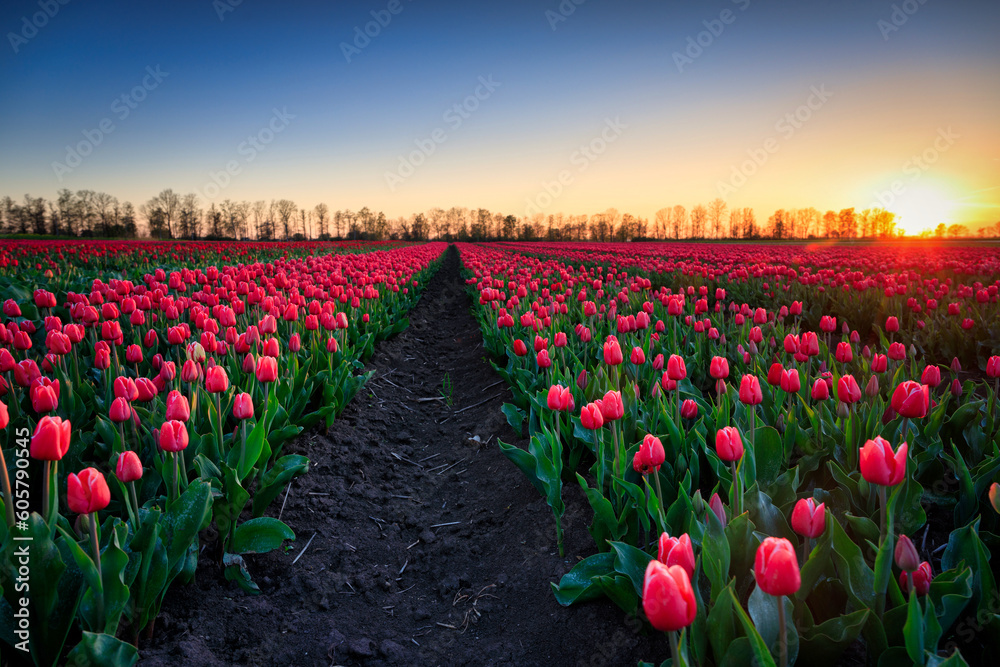 Fototapeta premium Sunset over the blooming tulip field in Poland