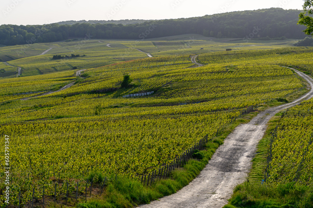 Panoramic view on green premier cru champagne vineyards in village Hautvillers near Epernay, Champange, France