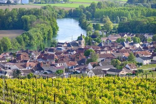 Panoramic view on green premier cru champagne vineyards in village Cumieres near Epernay, Champange, France photo