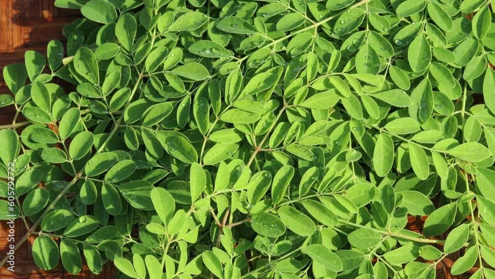 rotating pile of fresh moringa leaves, a superfood