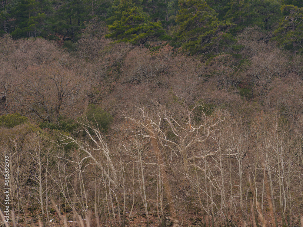beautiful trees on the mountain beautiful trees on the mountain