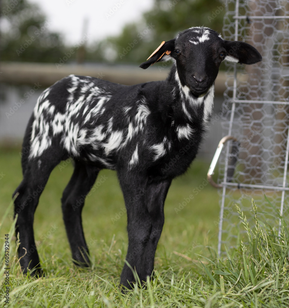 Black and whwite lamb standing outside its pen Black and whwite lamb standing outside its pen
