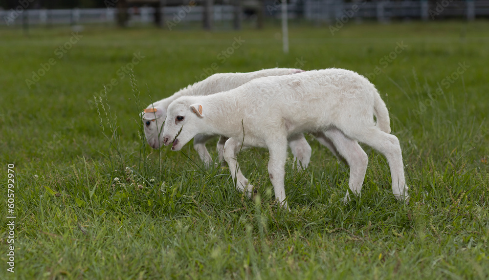 Obraz premium Katahdin sheep lamb that prefers tall grass