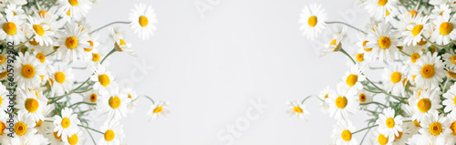 Flowers composition. White field chamomile, flower on white background. panoramic photo of summer daisy flowers. photo