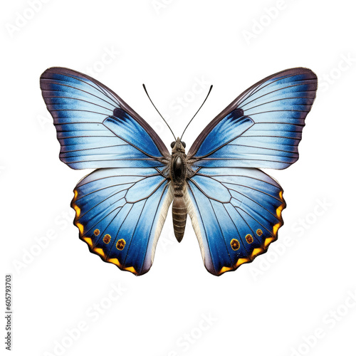Common blue butterfly -  Polyommatus icarus 1. Transparent PNG. Generative AI © Razvan