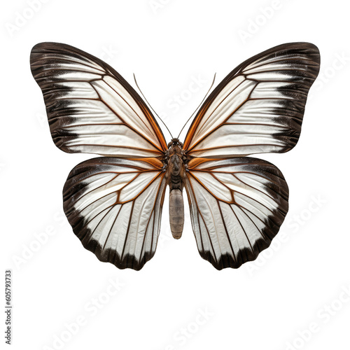 Eastern black veined white butterfly - Aporia crataegi 1. Transparent PNG. Generative AI