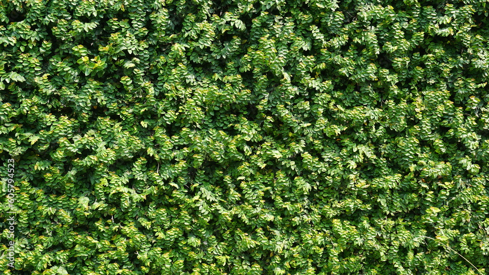 Green leaf background, Green grass wall texture for background design and eco and die-cut wall for artwork. Green leaf background, Green grass wall texture for background design and eco and die-cut wall for artwork.