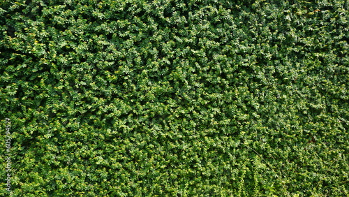 Green leaf background, Green grass wall texture for background design and eco and die-cut wall for artwork.