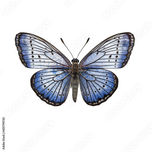 Short-tailed blue butterfly - Cupido argiades 1. Transparent PNG. Generative AI